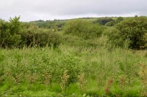 Photo of 5-month-old 1,200 tree forest planted by EcoSikh Ireland & Reforest Nation in Limerick, September 2022.