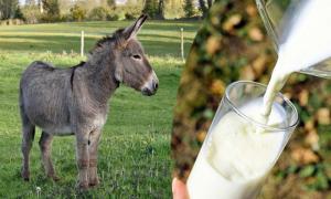 Donkey Milk Size