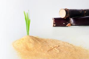 Sugarcane Wax Market