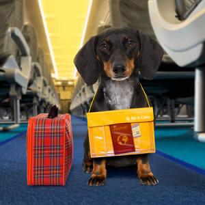 Pet Travel Services Market -amr