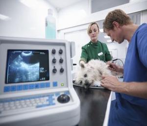 Veterinary Drugs Market