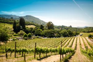 Sonoma wine tasting