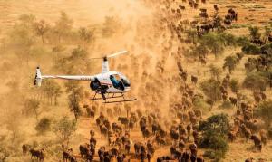 Robinson R22 helicopter shown mustering cattle in Australia. (Photo courtesy Hugh Brown and Fortescue Helicopters)