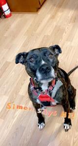 Simon The Dog, Who’s Plight On Death Row Garnered National Attention And Was Freed, Passes Away