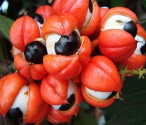 Global  Guarana Market