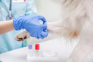 veterinary research and disease control