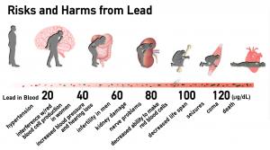 Long term exposure to lead can lead to irreversible and permanent brain damage, decreased red blood cells, seizures, and death.
