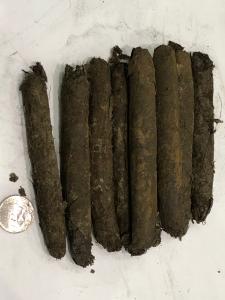 Seven Cuban cigars from the 1857 shipwreck of the S.S. Central America are shown next to a modern U.S. five-cent denomination coin for size comparison. Thirty-seven recovered Cuban cigars will be offered in auctions on March 4 and 5, 2023 by Holabird West