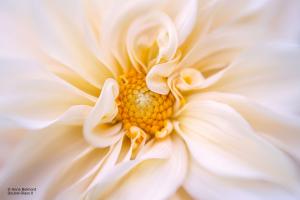 Lensbaby Double Glass II with Composer Pro II - Anne Belmont