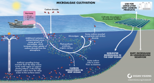 Microalgae cultivation for carbon sequestration