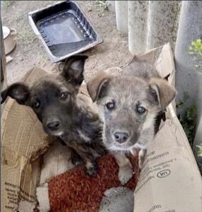 Ukraine War Dogs