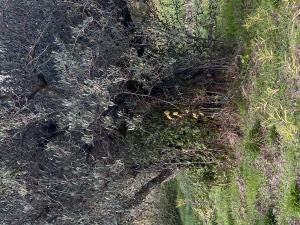 Century old olive tree