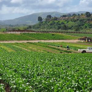 The fields at Tanaka Farms showing a variety of crops being grown, including corn in the foreground and strawberries in the back.