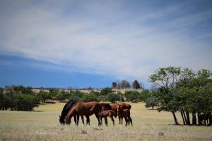 A family band of wild horses grazing dry fuels - safer than any other fuel reduction method - Photo: M. Gough