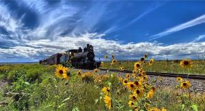 A steam engine with wildflowers in the foreground.