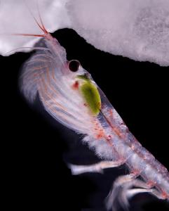 Krill antarctique (Crédit photo : Simon Payne de la Division antarctique australienne)