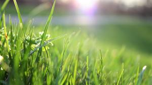 Lawn up close