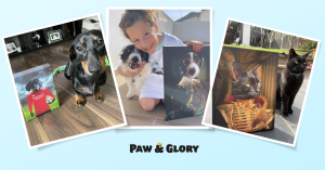 pet portraits, paw and glory, pawandglory