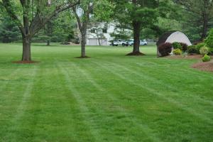 lawn care, organic lawn care, natural lawn care, eco-friendly lawn care, environmentally safe lawn care, chemical-free lawn care