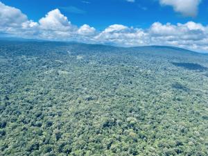 Suriname Timber Concessions