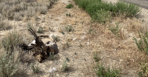 Dead Golden Eagle near road, photo: Katie Fite