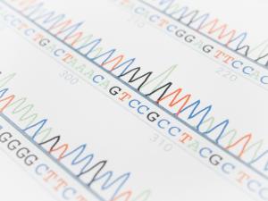 Chart of nucleotide & dna sequences