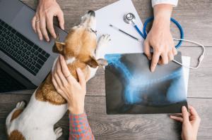 Veterinary Services Market