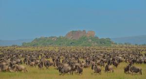 serengeti-masai mara migration