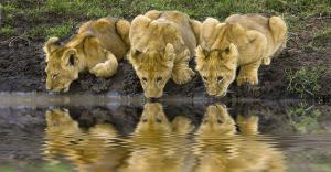 Serengeti masai mara lions