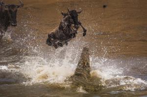 wildebeest river crossing