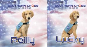 A photo shows Southern Cross Service Dogs' Reilly, a 34-lb Golden Retriever born on 12/9/2020, standing side by side with Lucky, also born on the same day.