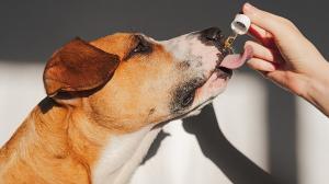 Dog Supplement -amr