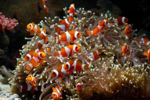 Clown Fish Market