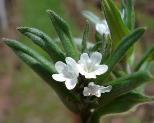 Ahiflower Oil Market