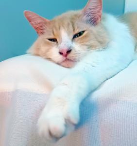 An orange cat appearing relaxed while laying on a pillow with his paw out.