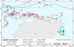  False killer whale satellite tracking data across Top End of the Northern Territory