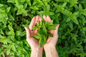 stevia market