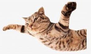Picture of flying cat