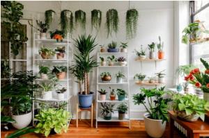 Indoor Plant Market