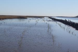 living shorelines grasses in a marsh area