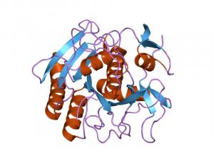 Proteinase K Market - PMI