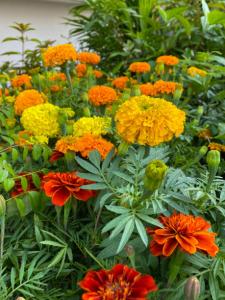 Floriculture Market - PMI