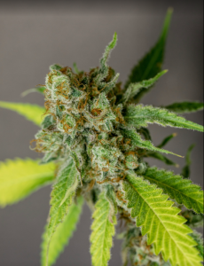 cannabis-strains-kalamazoo-michigan