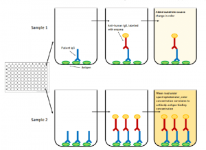 Enzyme Linked Immunosorbent Assay (ELISA) Market - PMI
