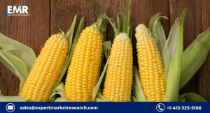 Corn Market