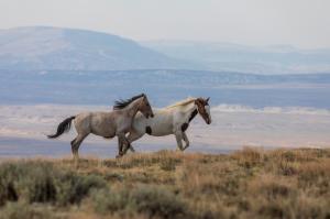 Photo Nevada Wild mustangs