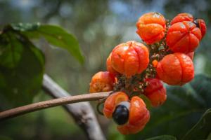 Guarana Market - PMI