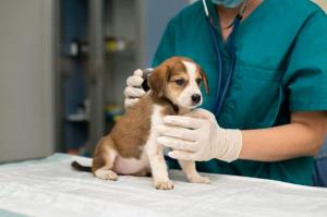 Veterinary Formulation Market
