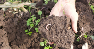 Agreena - carbon farming