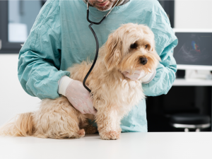 Animal Diagnostics Market - PMI